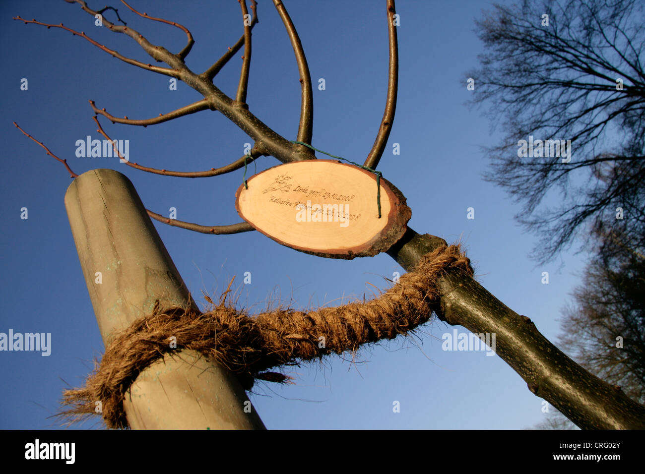 Eltern pflanzte einen Baum für ihr Baby, Herdecke, Ruhrgebiet, Nordrhein-Westfalen, Deutschland Stockfoto