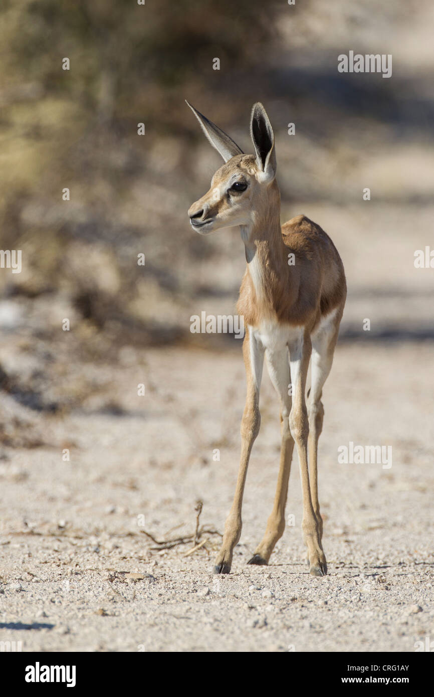 Springbock (Antidorcas Marsupialis) in den Etosha Nationalpark, Namibia. Stockfoto