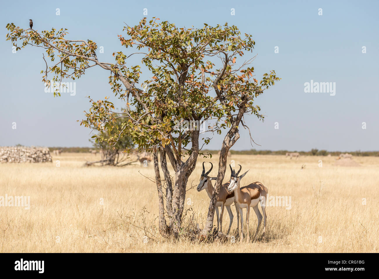 Springbock (Antidorcas Marsupialis) in den Etosha Nationalpark, Namibia. Stockfoto