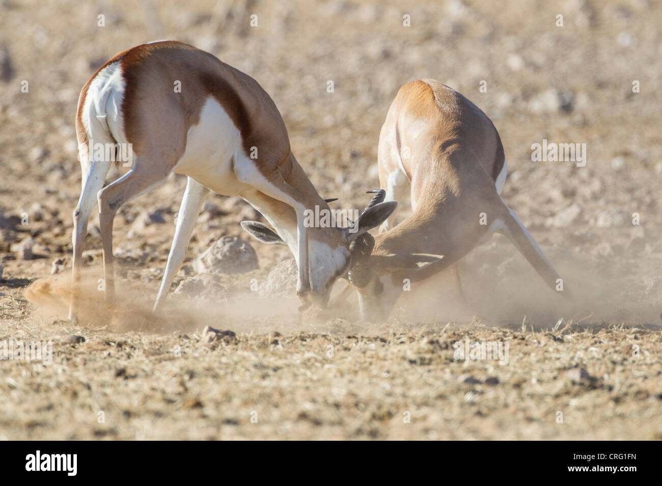 Springbock (Antidorcas Marsupialis) in den Etosha Nationalpark, Namibia. Stockfoto