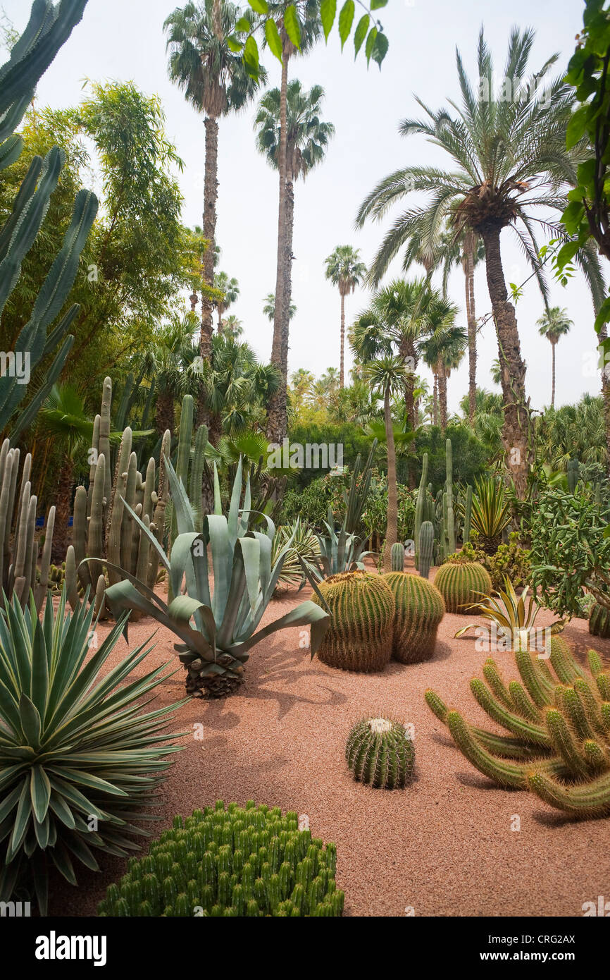 MAJORELLE Garten, angelegt von Maler Jacques Marjorelle im Jahr 1924 kaufte von Yves Saint Laurent für die Stadt, Marrakesch, Marokko. Stockfoto