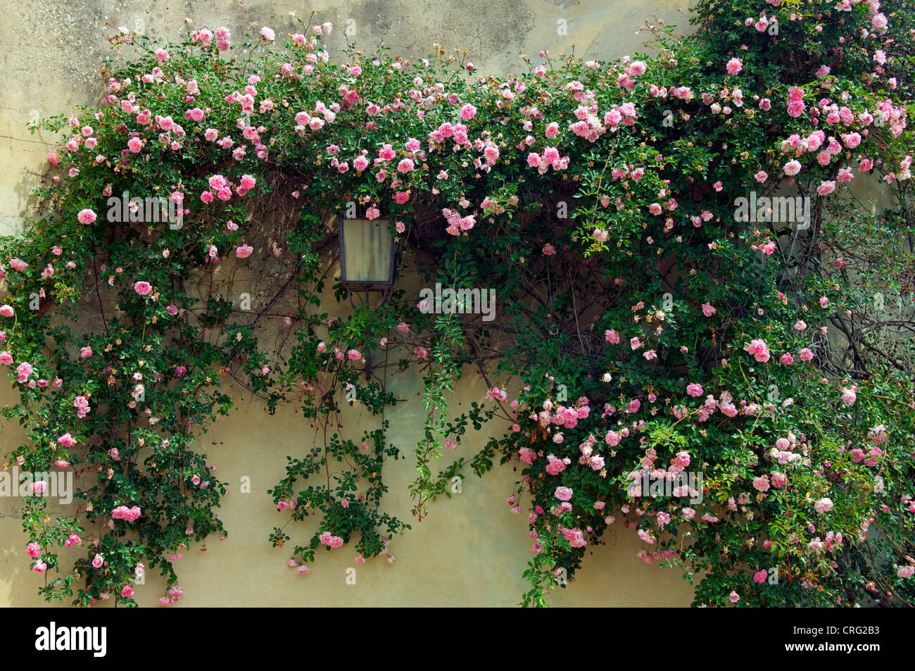Rosen auf Wand Boboli Gärten Florenz Italien Stockfoto