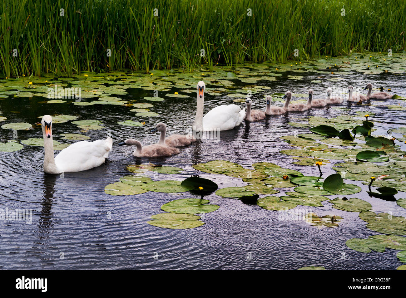 Schwäne und ihre Cygnets am alten Kanal in Newport, Shropshire Stockfoto