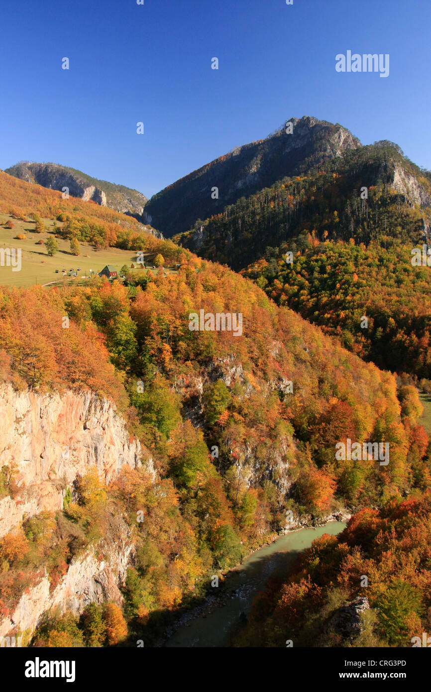 Tara Fluss-Schlucht, Durmitor National Park, Montenegro Stockfoto