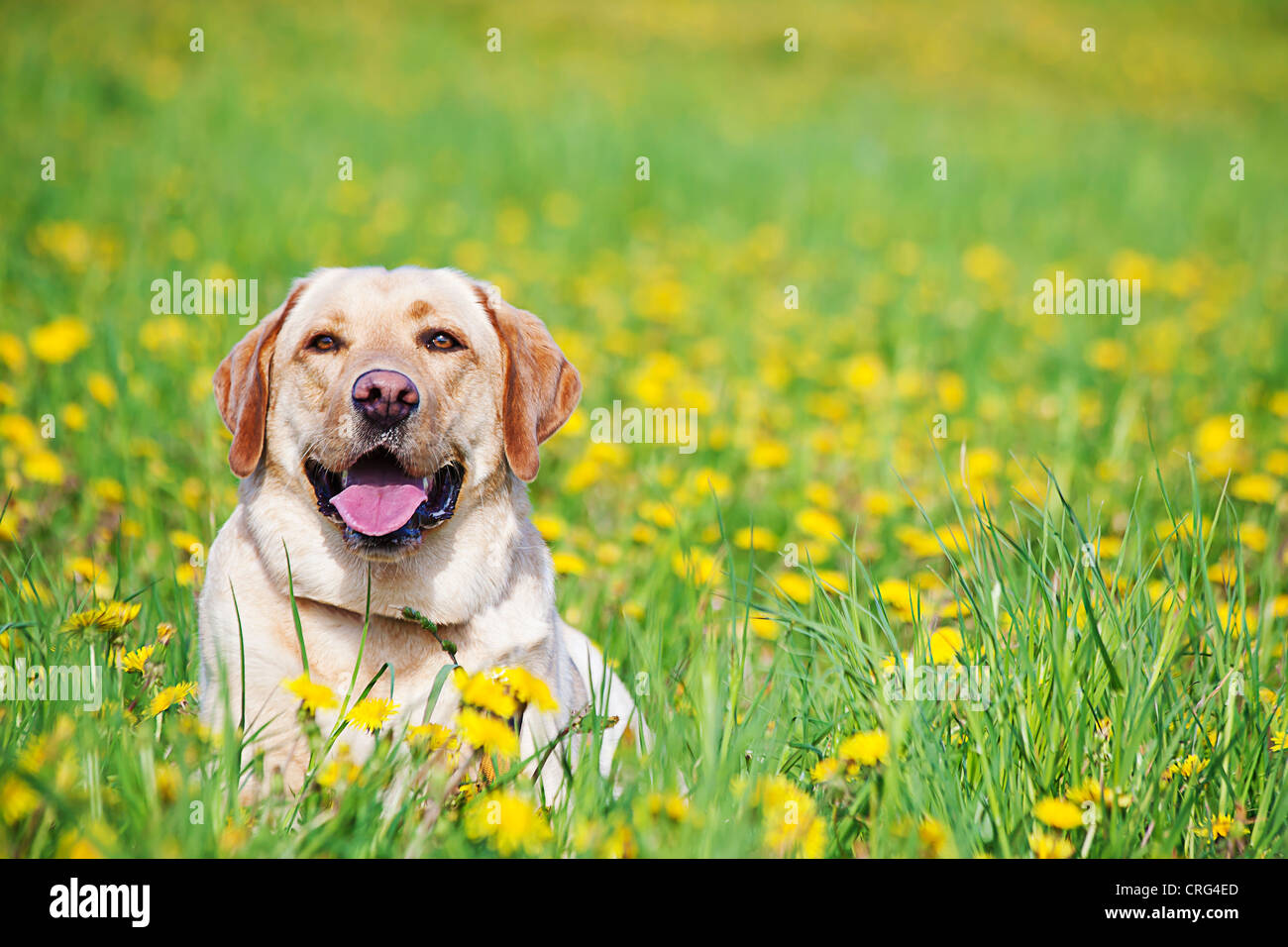 Porträt eines Hundes auf der Wiese Stockfoto