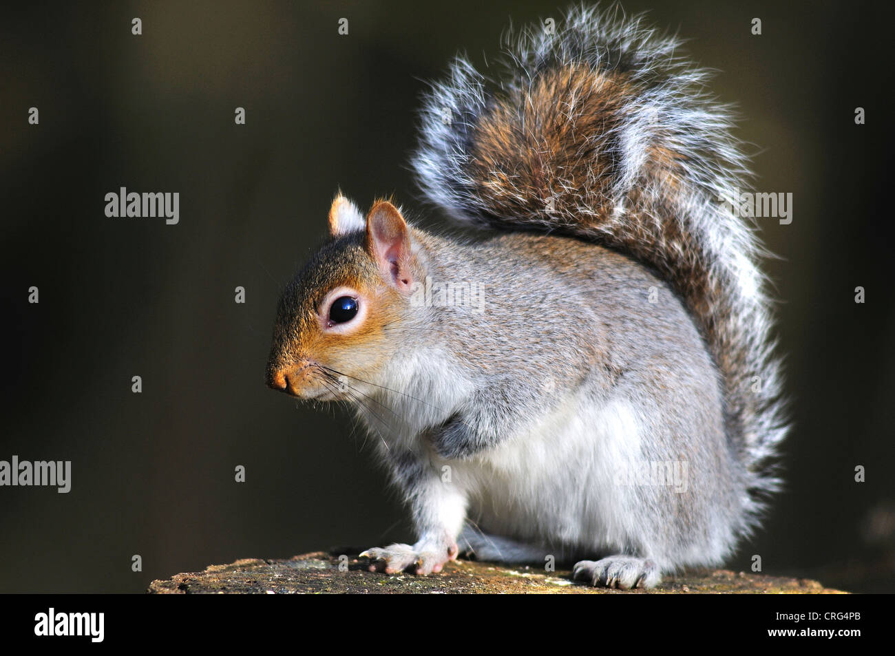 Eine graue Eichhörnchen sitzend auf einem Baumstamm UK Stockfoto