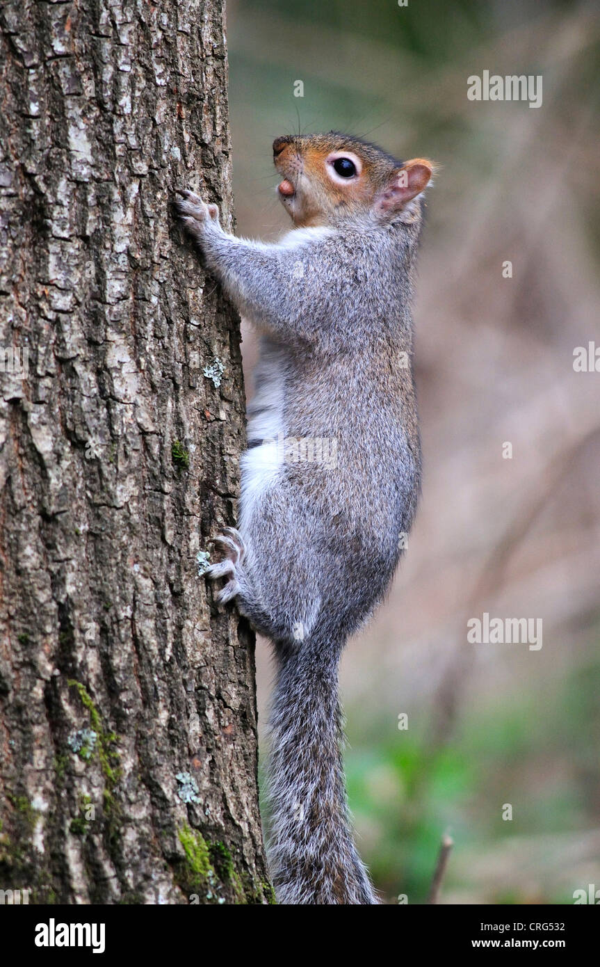 Ein graues Eichhörnchen Klettern auf einem Baumstamm UK Stockfoto