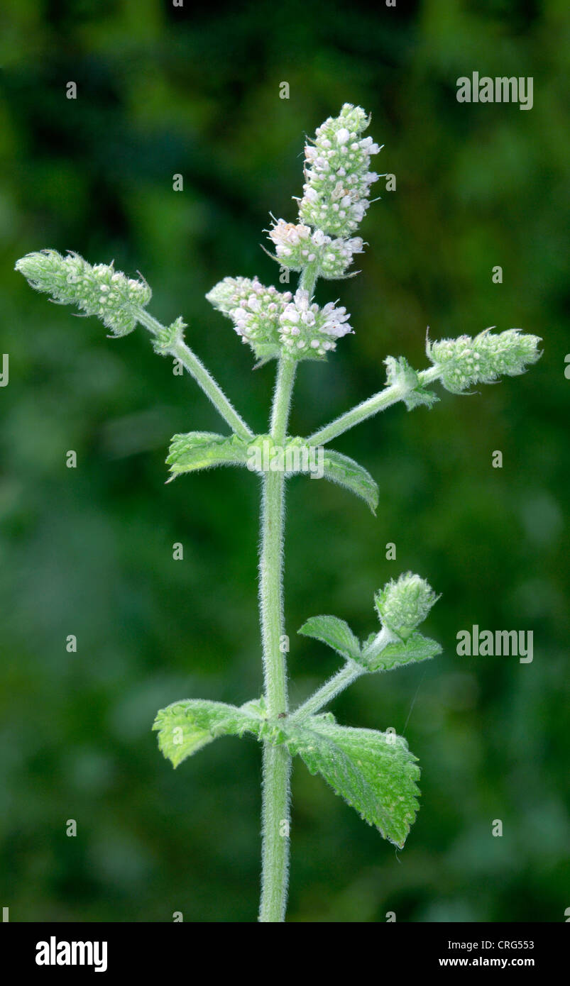 Runde-LEAVED Minze Mentha Suaveolens (Lamiaceae) Stockfoto
