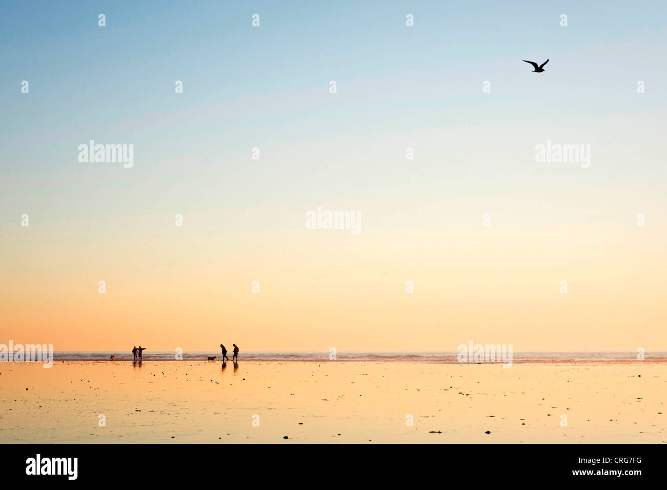 Silhouette Zahlen spazieren ihren Hund auf nassen Sand am Meer bei Sonnenuntergang. Stockfoto