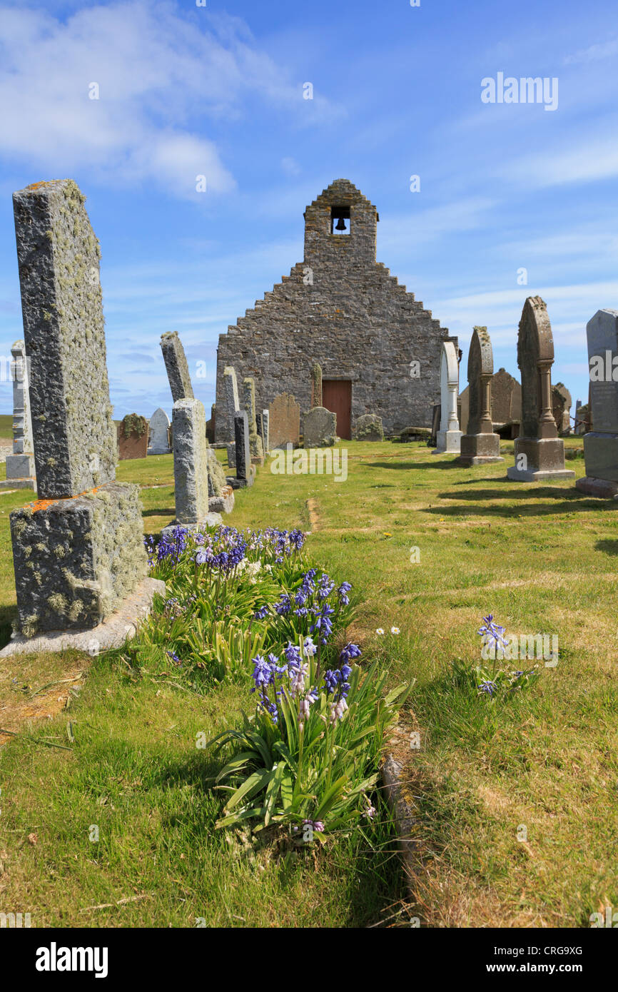 Old St. Mary's Church und Grabsteine mit Glockenblumen in Kirchhof bei burwick South Ronaldsay Orkney Inseln Schottland Großbritannien Großbritannien Stockfoto