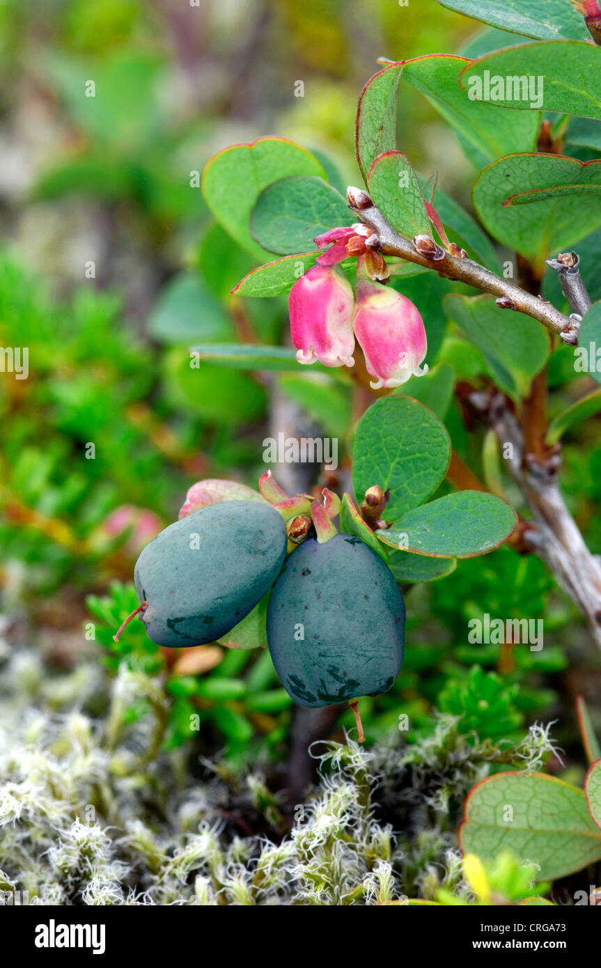 Moor-Heidelbeere Vaccinium Uliginosum (Ericaceae) Stockfoto