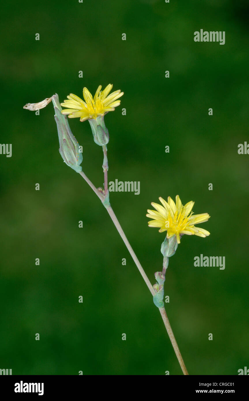 GROßER Salat Lactuca Virosa (Asteraceae) Stockfoto