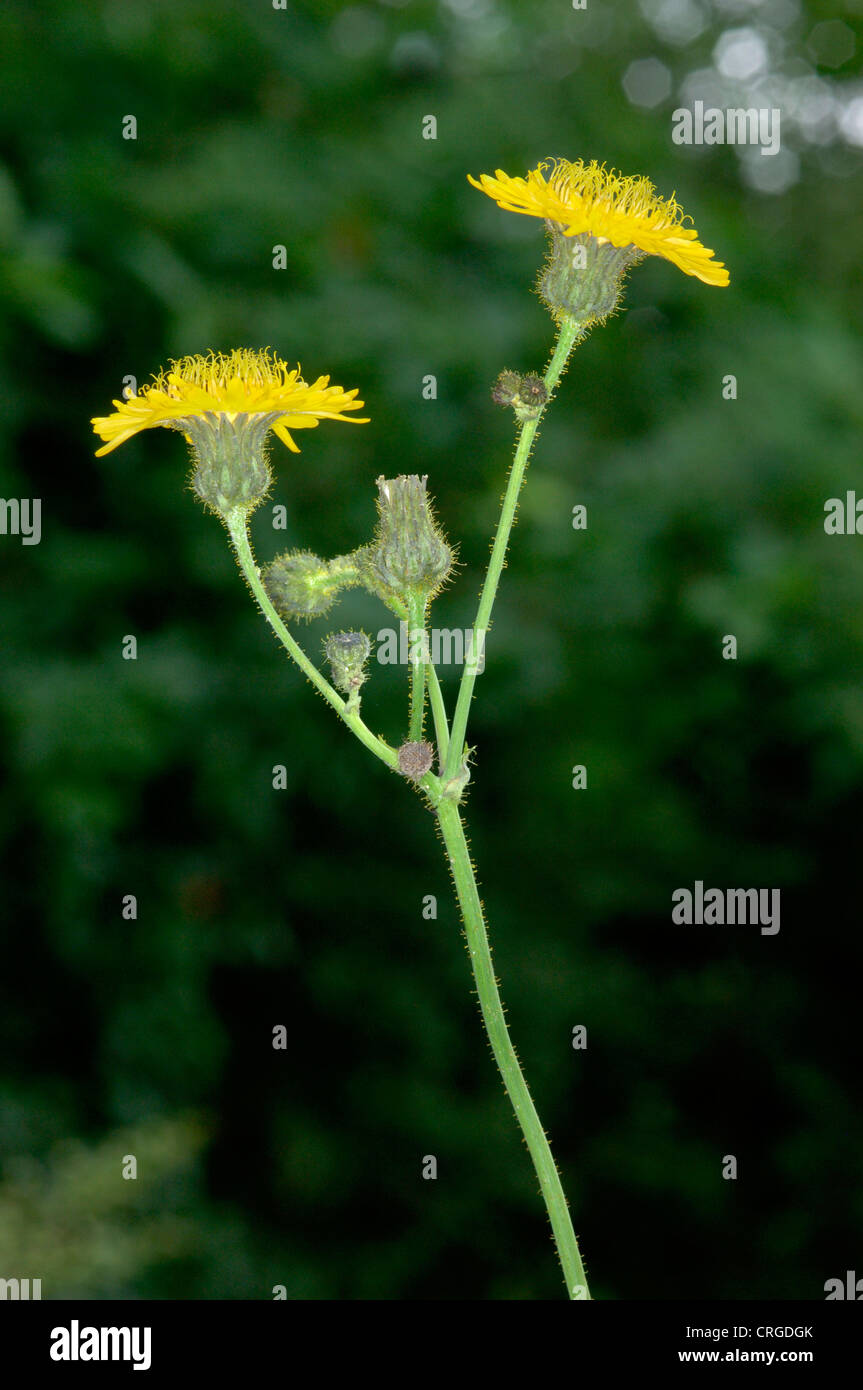 MEHRJÄHRIGE SOW THISTLE Sonchus Arvensis (Asteraceae) Stockfoto