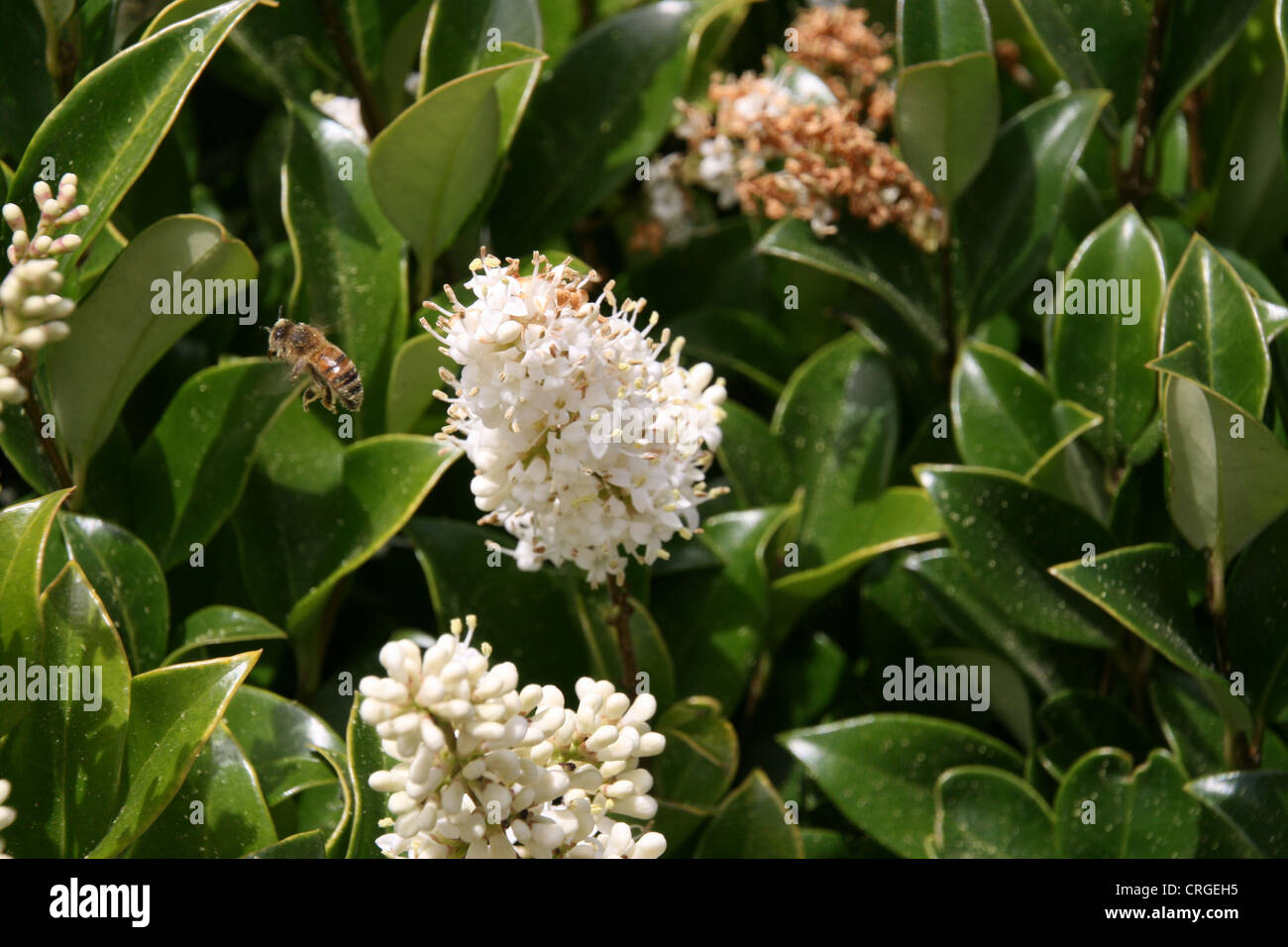 Foto von einer Biene umschwebten weißen Jasminblüten Stockfoto