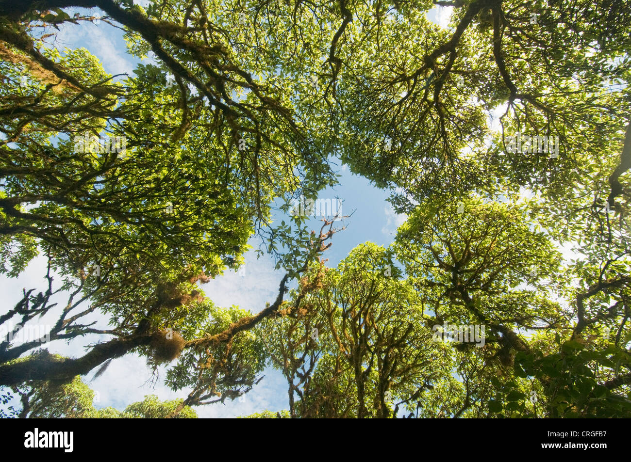 Scalesia Wald, Santa Cruz, Galapagos-Inseln, Ecuador Stockfoto