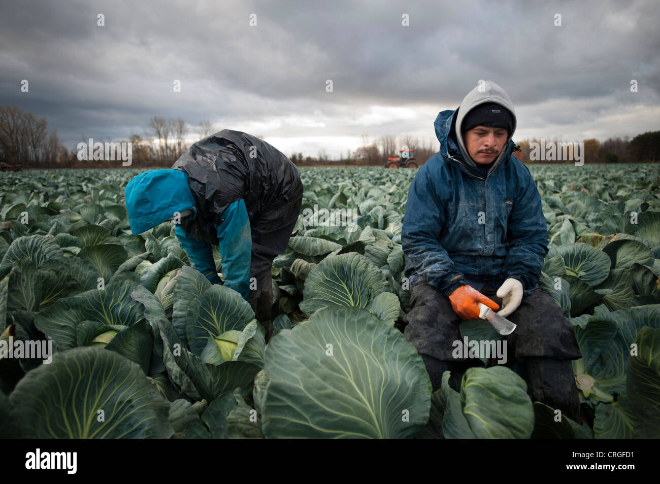 Mexikanische Migranten Landarbeiter in Upstate New York, Vereinigte Staaten Stockfoto