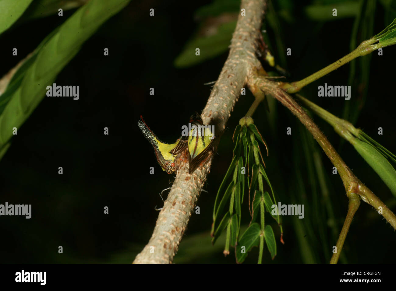 Thorn Tree Trichter Larven, Umbonia Crassicornis, imitiert die Dornen einer Anlage in der Hoffnung auf Raubtiere zu vermeiden. Verschiedenen Farben über die Larven Stockfoto