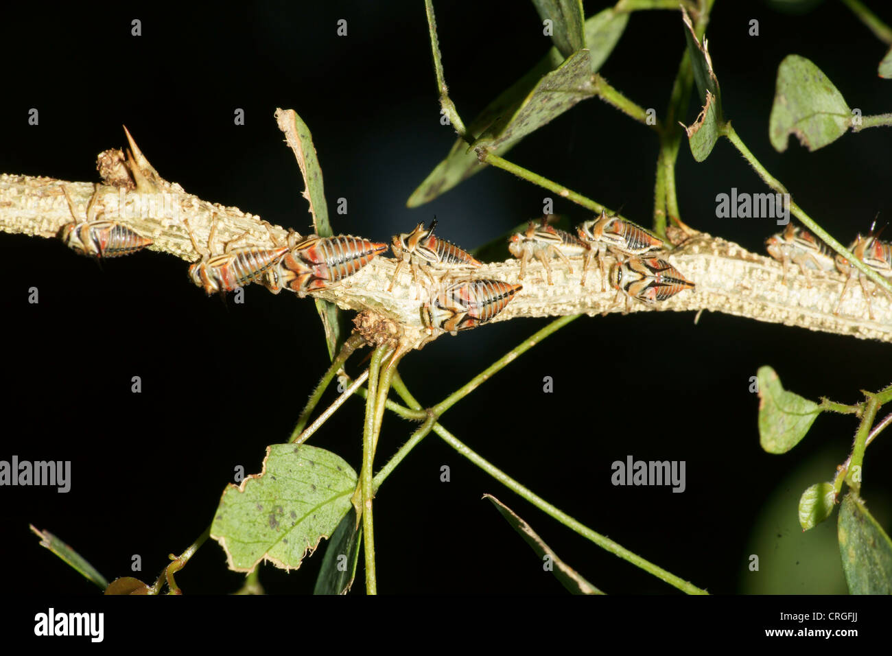 Thorn Tree Trichter Larven, Umbonia Crassicornis, imitiert die Dornen einer Anlage in der Hoffnung auf Raubtiere zu vermeiden. Verschiedenen Farben über die Larven Stockfoto