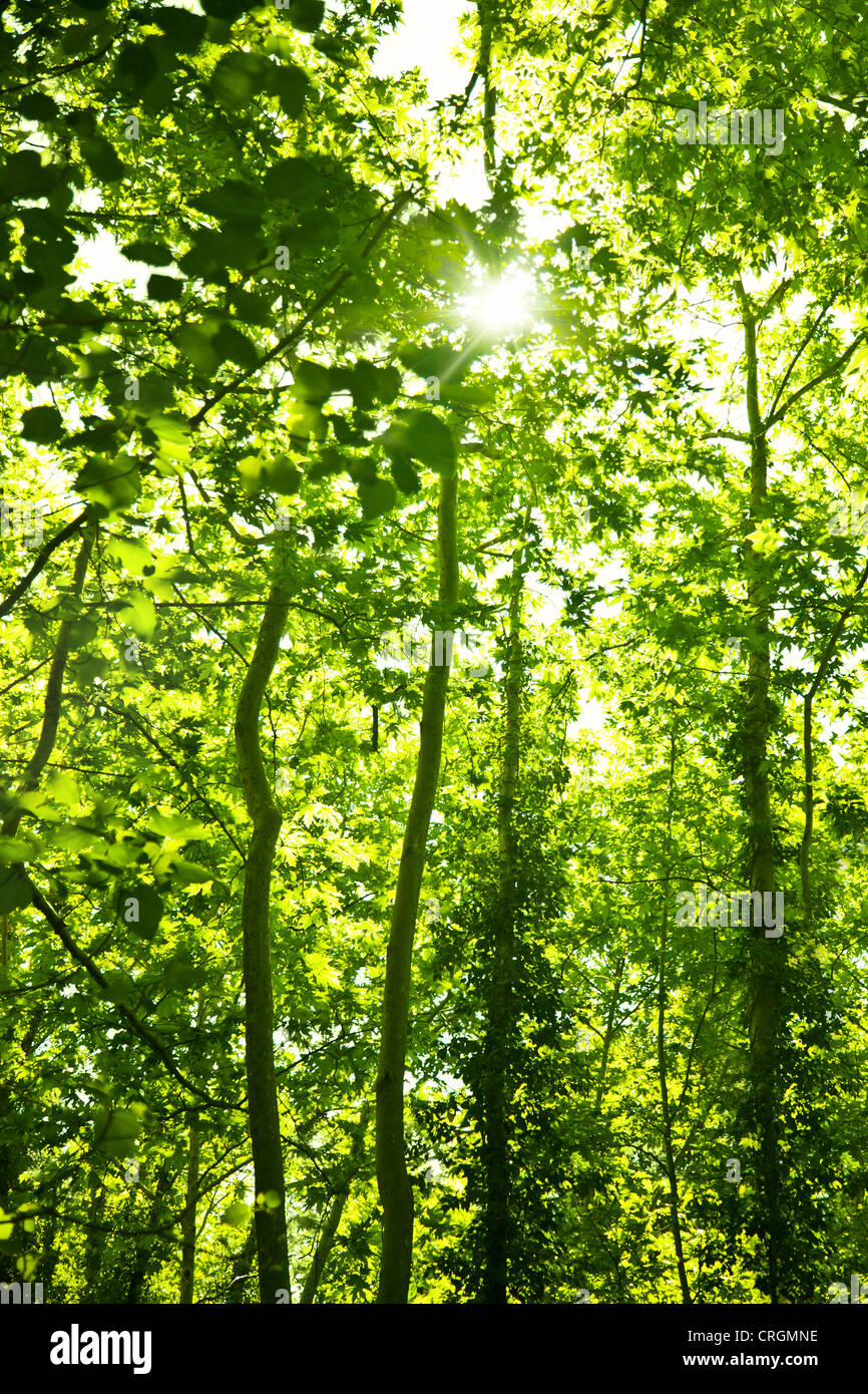 Grüner Wald Bäume Hintergrund, florale Natur, grünen Baum Wald, frische Frühlingsluft Pflanze wächst im Freien, üppigen Laub Stockfoto