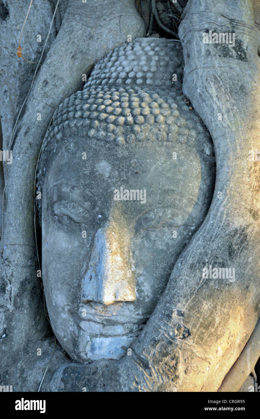 Bo-Baum (Ficus Religiosa), Sandstein Kopf einer Buddha-Statue zwischen den Wurzeln von einem Feigenbaum, Thailand, Ayutthaya, Wat Mahathat Stockfoto