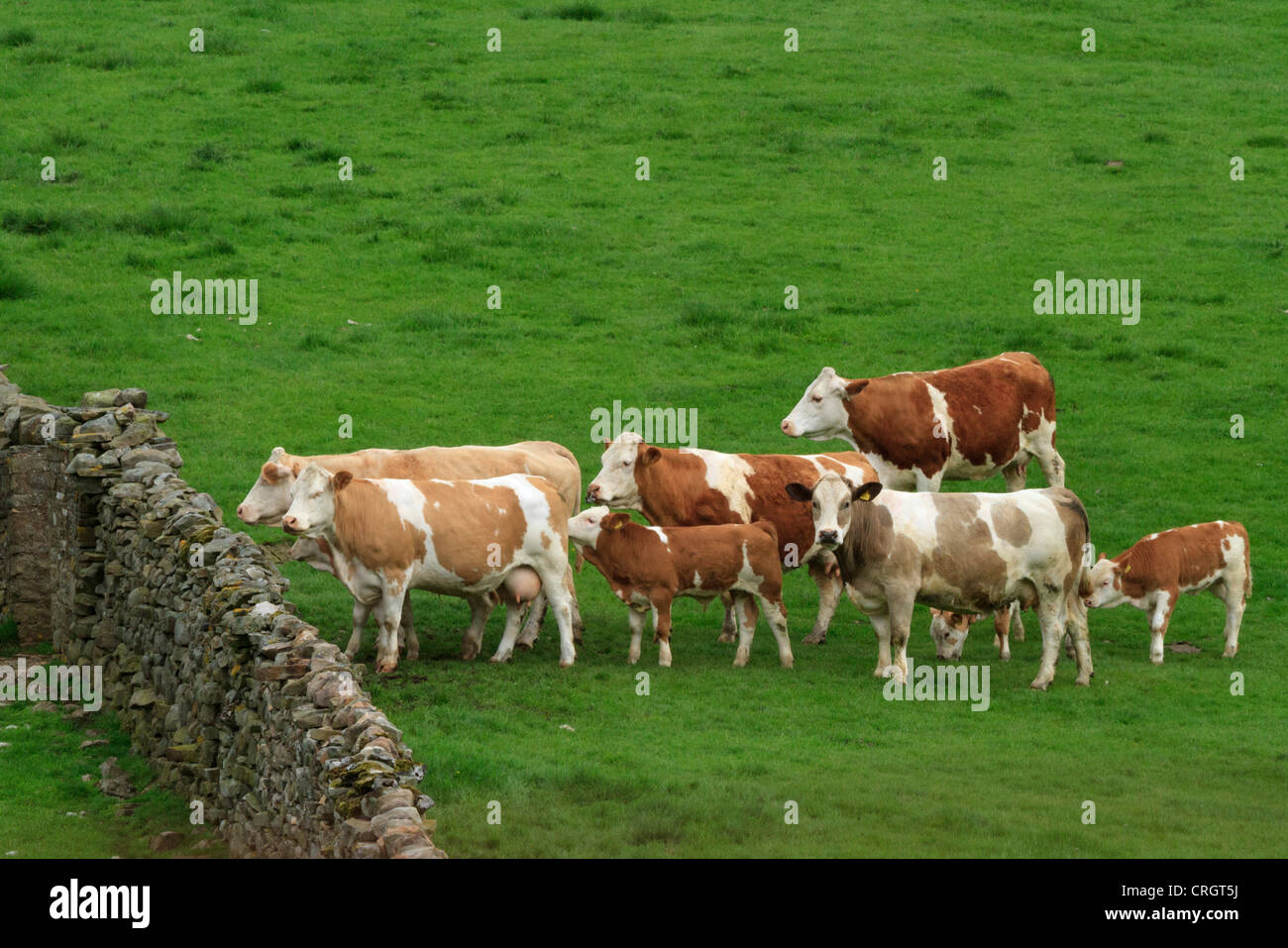 Rinder warten auf ein Tor in eine Trockenmauer in Wensleydale, North Yorkshire Stockfoto