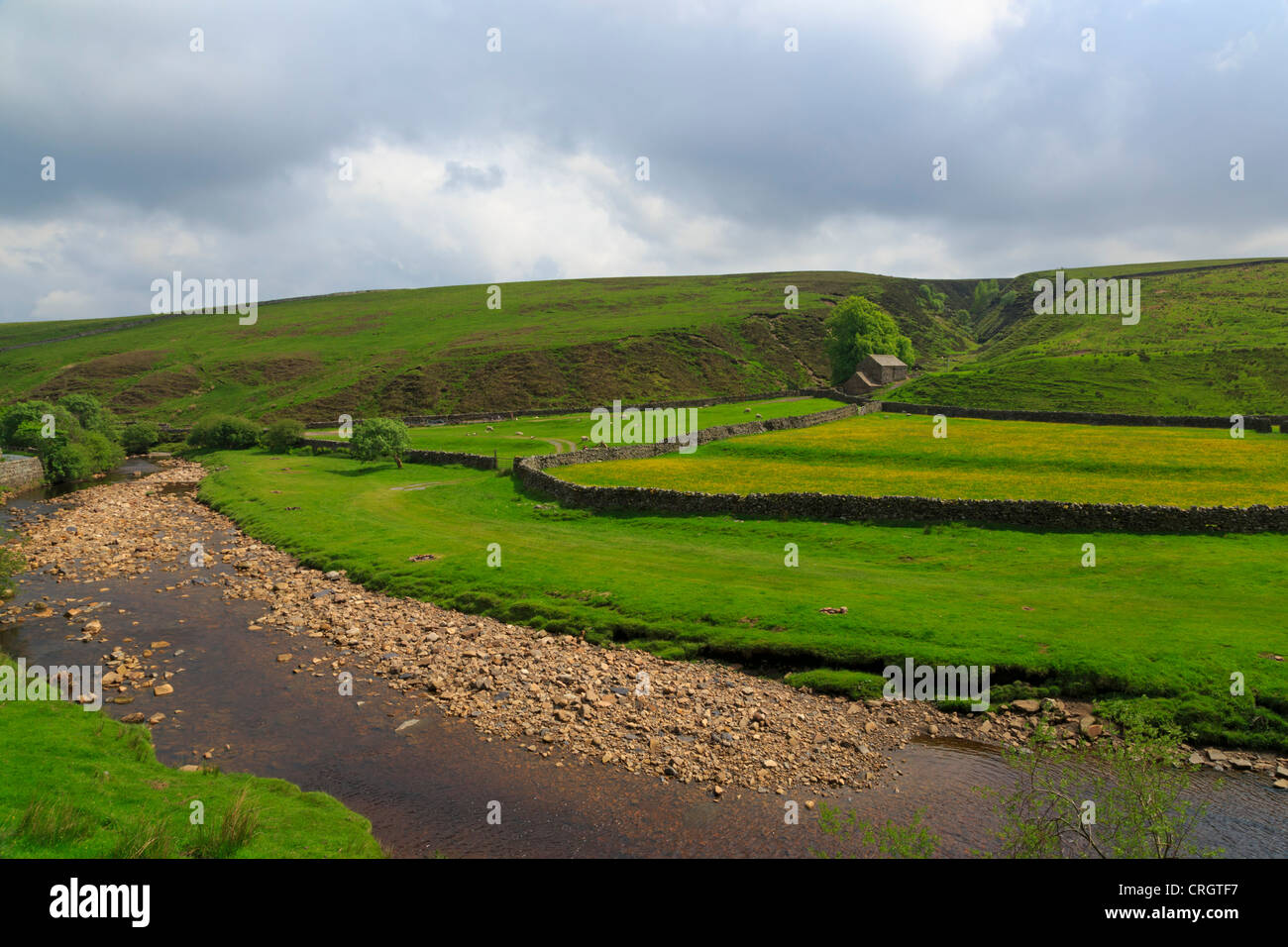 Ein Fluss schlängelt sich vorbei an ein Feld von Butterblumen und Scheune in eine Falte von der Landschaft, Swaledale, North Yorkshire Stockfoto