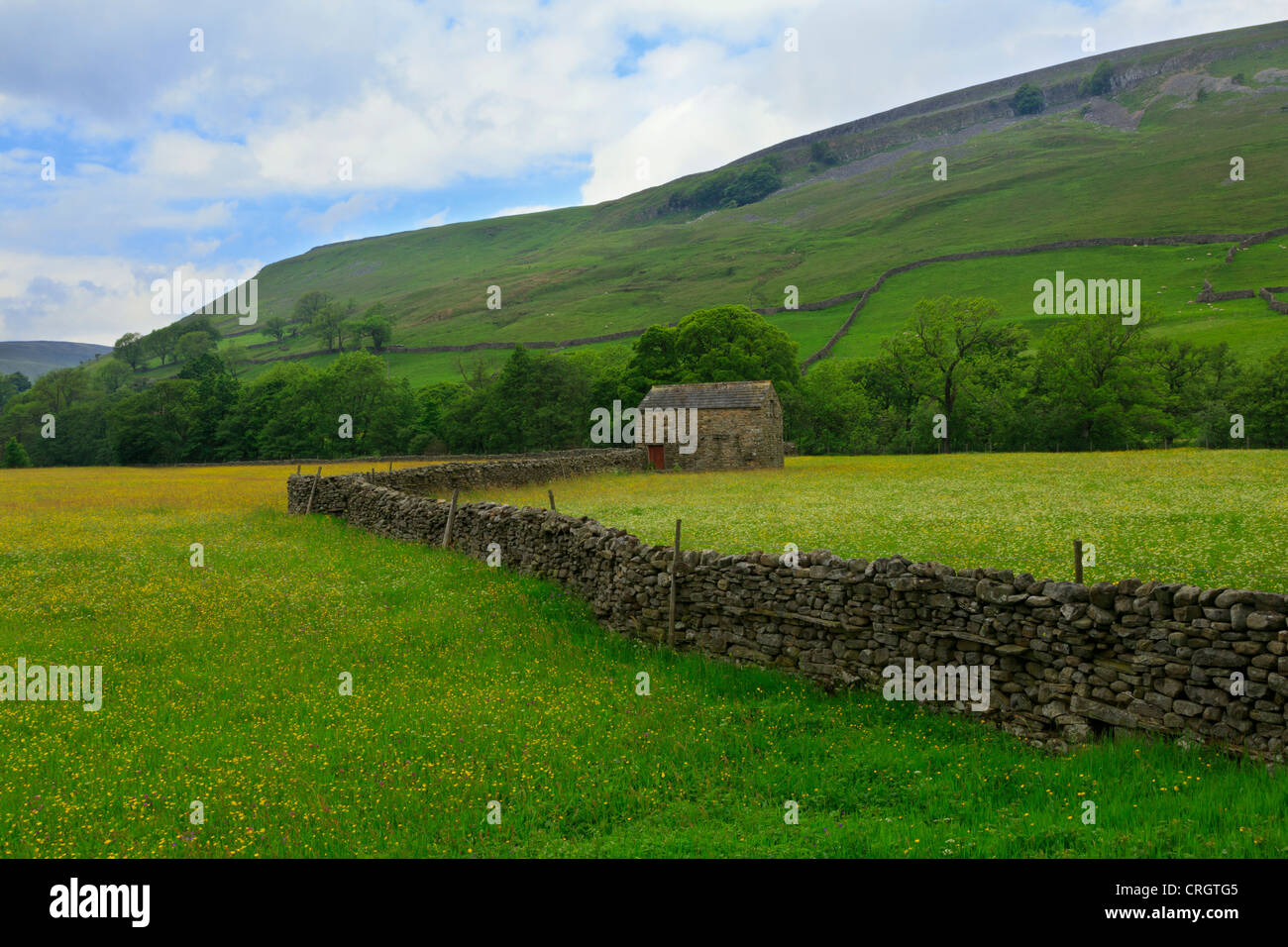 Trockenmauern, Felder von Butterblumen und Scheune, Swaledale, North Yorkshire Stockfoto