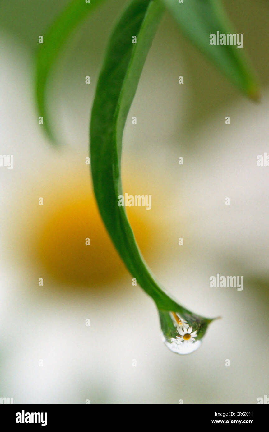 Leucanthemum Vulgare, Daisy, Ochsen-Auge Daisy unscharf als Hintergrund für ein Blatt mit einem Tropfen Wasser. Stockfoto