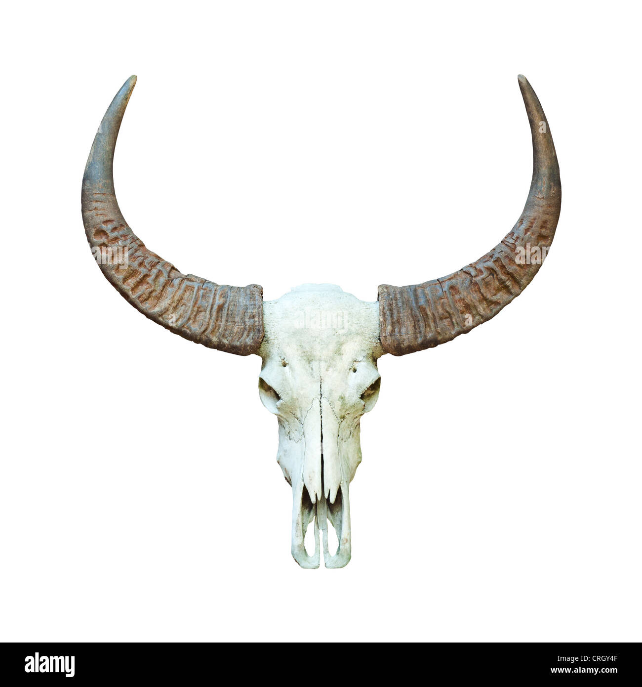 Büffelschädel isoliert. Stockfoto