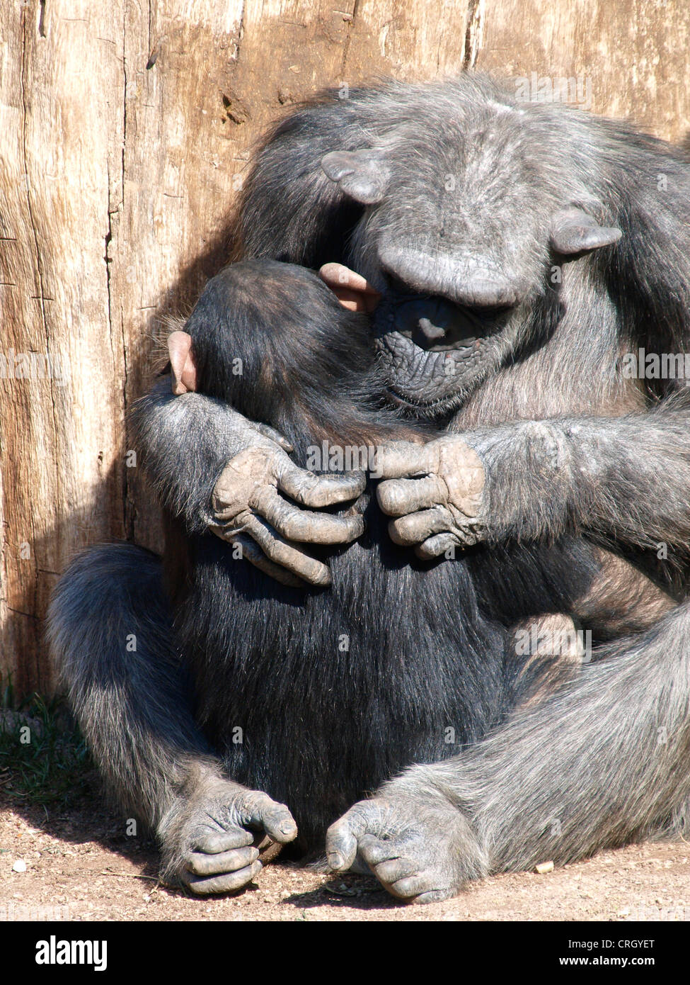 Mutter Schimpansen Pflege ihres Babys. Stockfoto