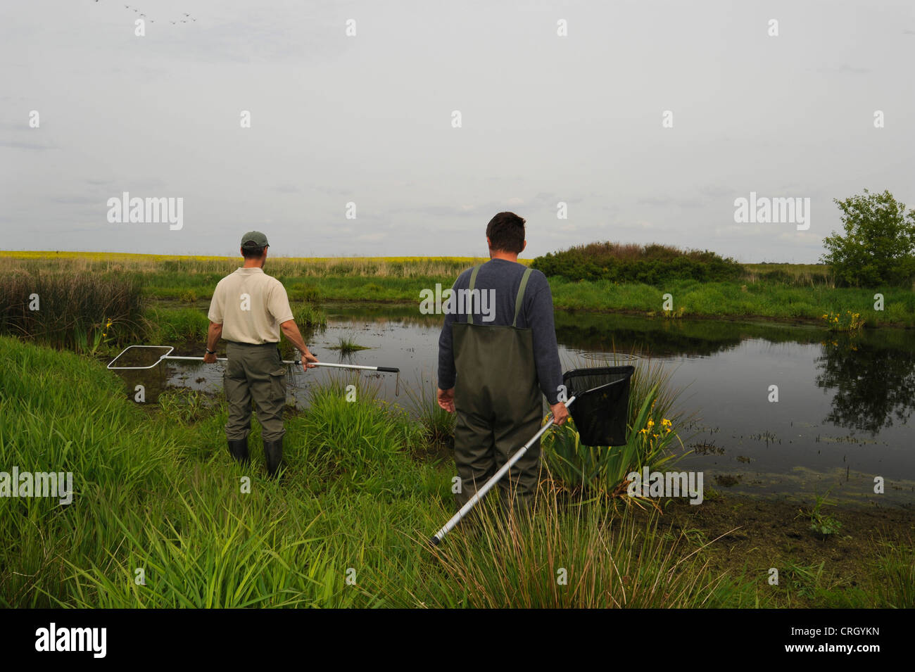 Biologen mit Käschern an einem Teich, Deutschland, Brandenburg Stockfoto