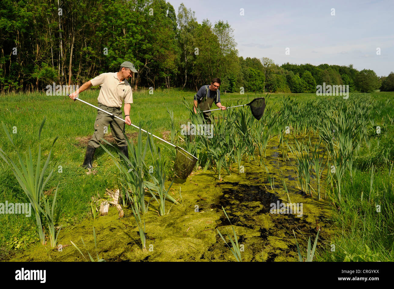 zwei Männer mit Käschern und Netze fangen Amphibien auf einen Teich, Deutschland, Brandenburg Stockfoto