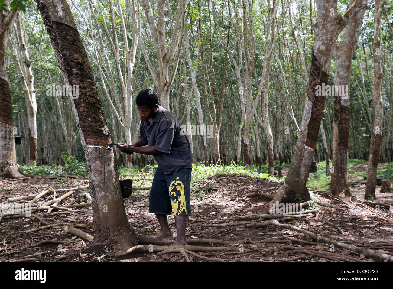 Gewinnung von Latex aus dem Gummibaum, Central Province, Papua New Guinea Stockfoto