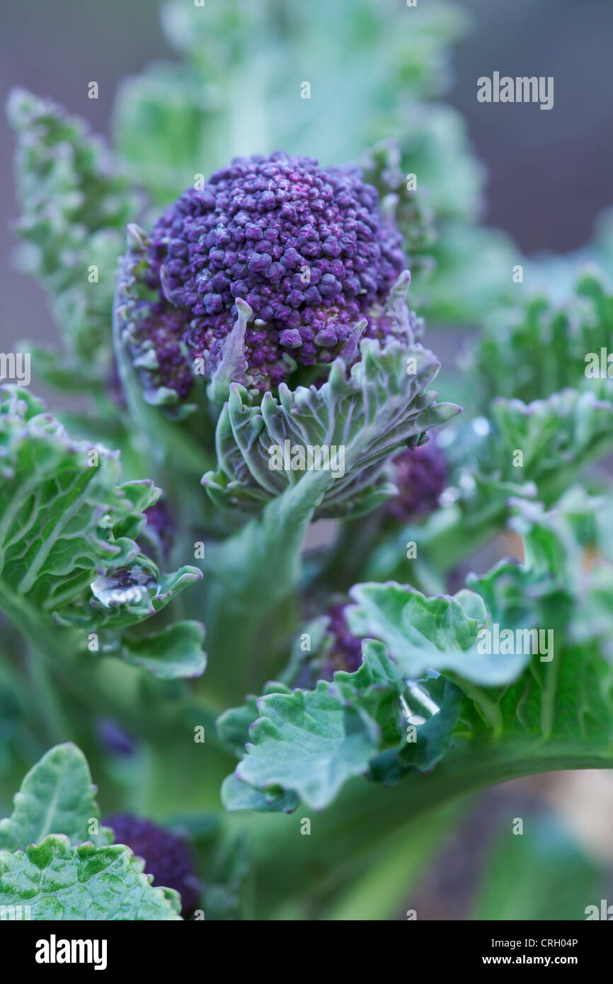 Brassica Oleracea Botrytis Italica, Brokkoli, lila sprießende Brokkoli Stockfoto