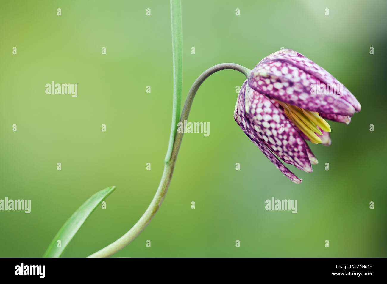 Fritillaria Meleagris, Fritillary, Schlange den Kopf fritillary Stockfoto