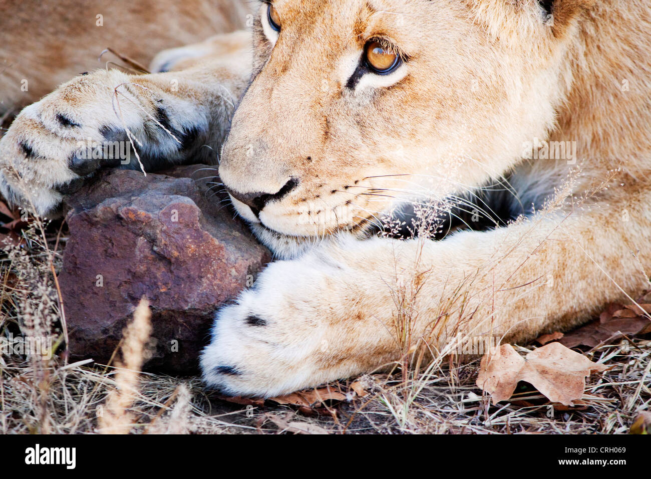 Aufmerksame Löwen spielen mit rock Stockfoto