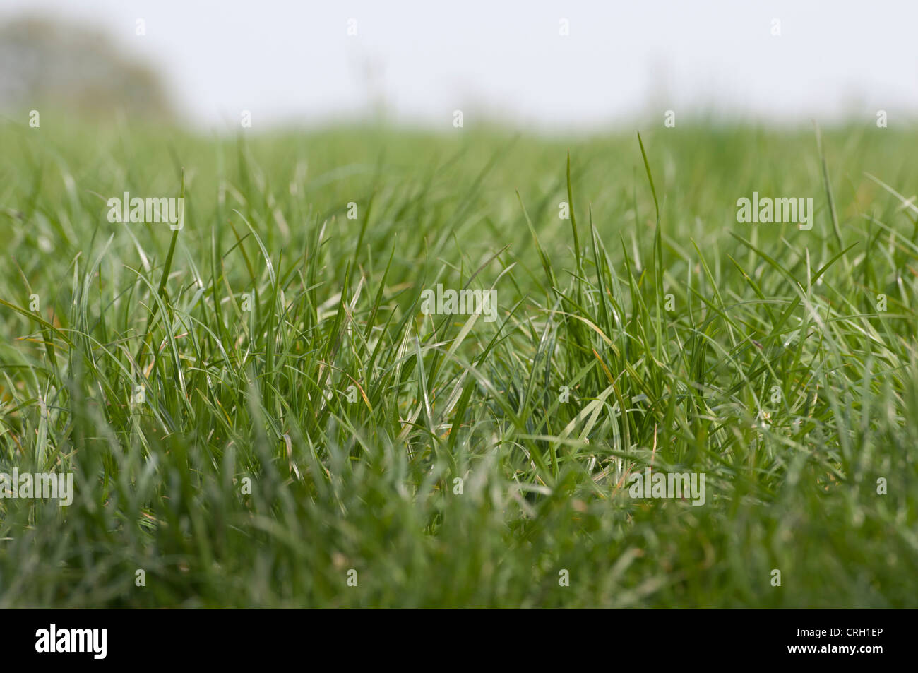 Niedrige Sicht Grass Stockfoto