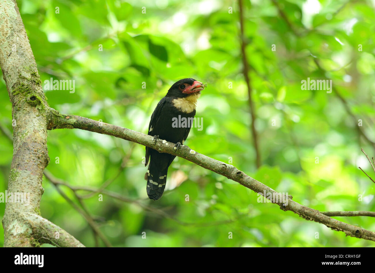 schöne altrosa Broadbill ruht auf Ast im Wald von Thailand Stockfoto