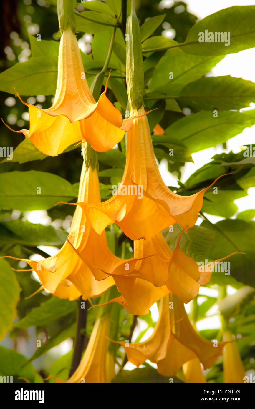 Brugmansia, Datura, Engelstrompeten Stockfoto