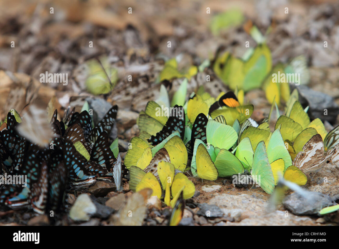 Schmetterling-Gruppe Stockfoto