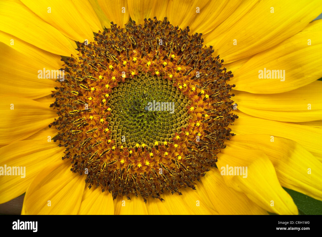 Helianthus Annuus "Russischen Riesen", Sonnenblume Stockfoto