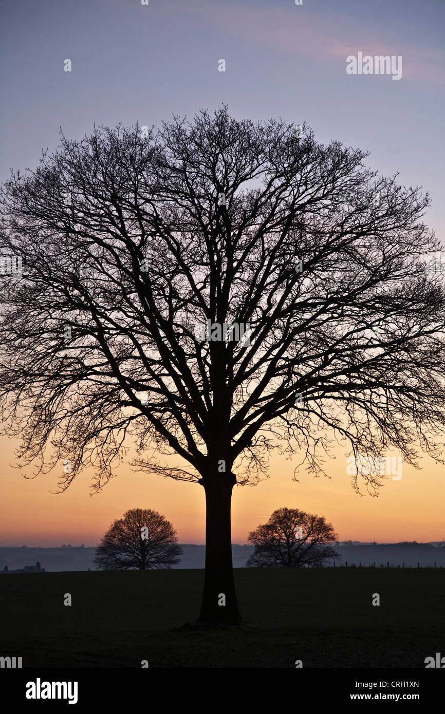 Baum Stockfoto