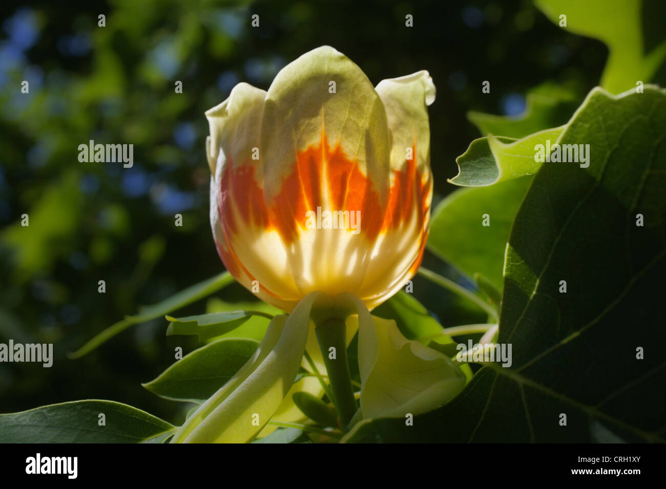 Liriodendron Tulipifera Tulpenbaum Stockfoto