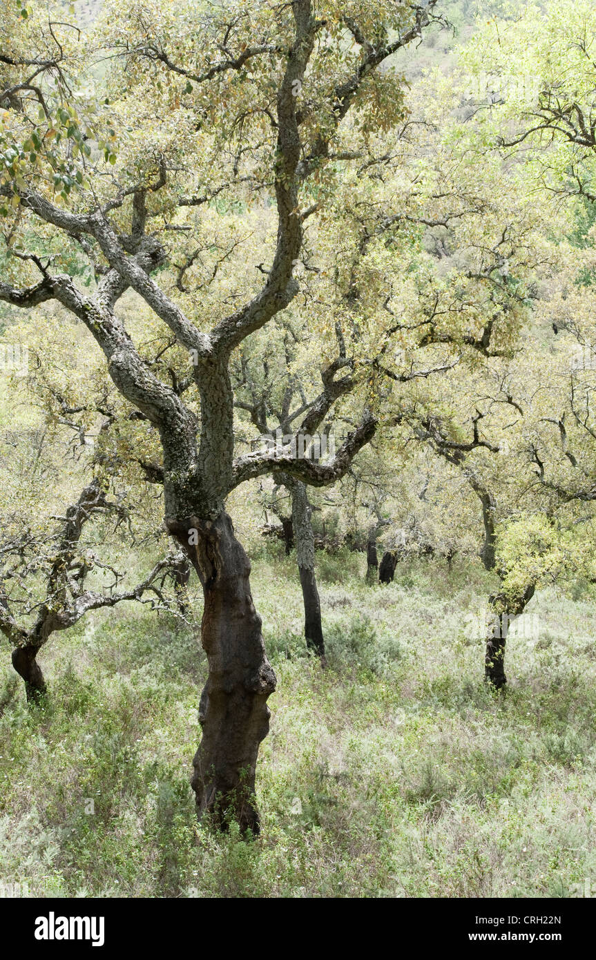 Quercus Suber, Korkeiche Stockfoto