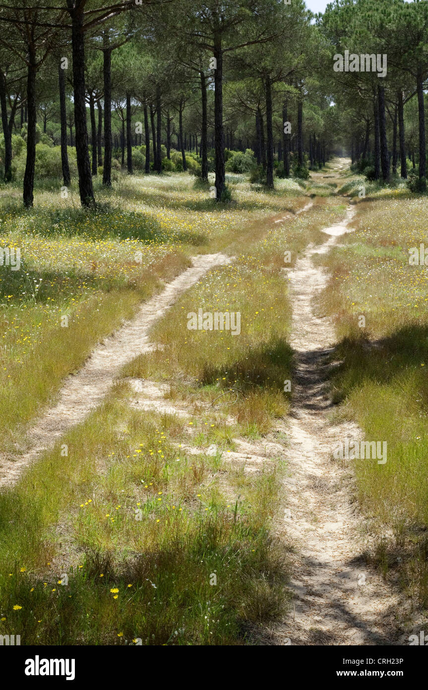 Pinus Pinea, Kiefer, Zirbe Stockfoto