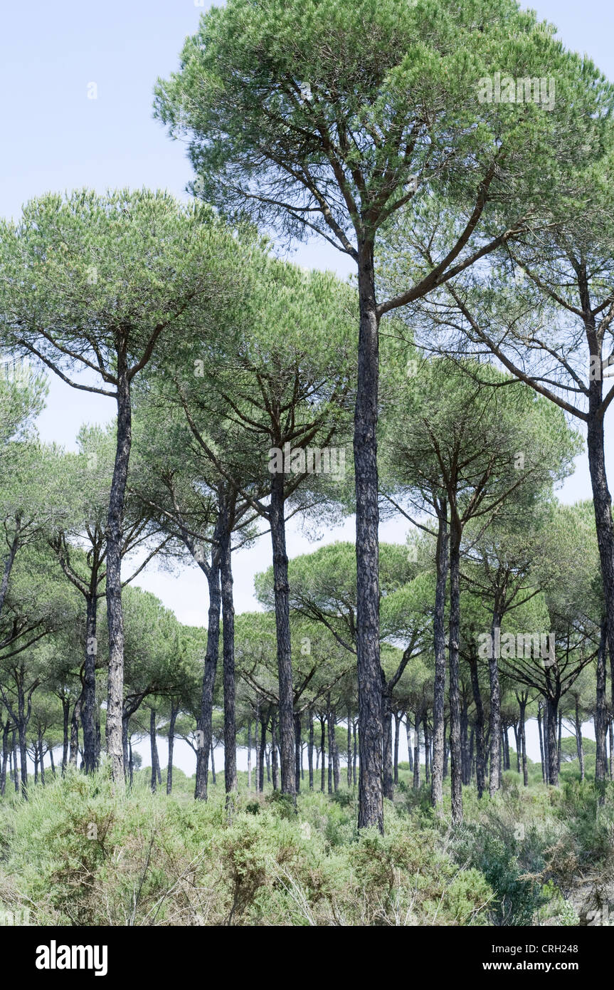 Pinus Pinea, Kiefer, Zirbe Stockfoto