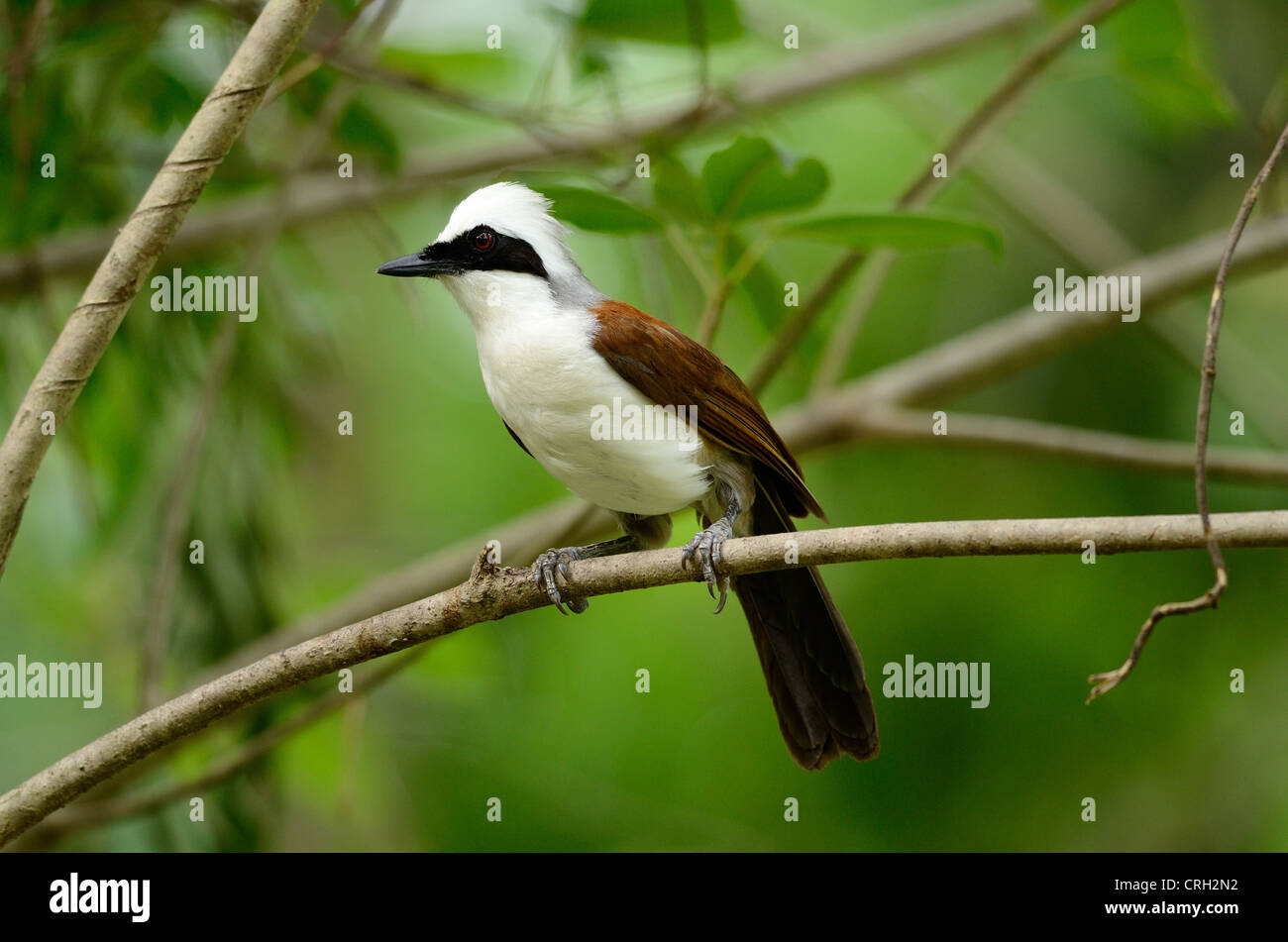 schöne weiße crested Laughingthrush (Garrulax Leucolophus) Possing auf Baum Stockfoto