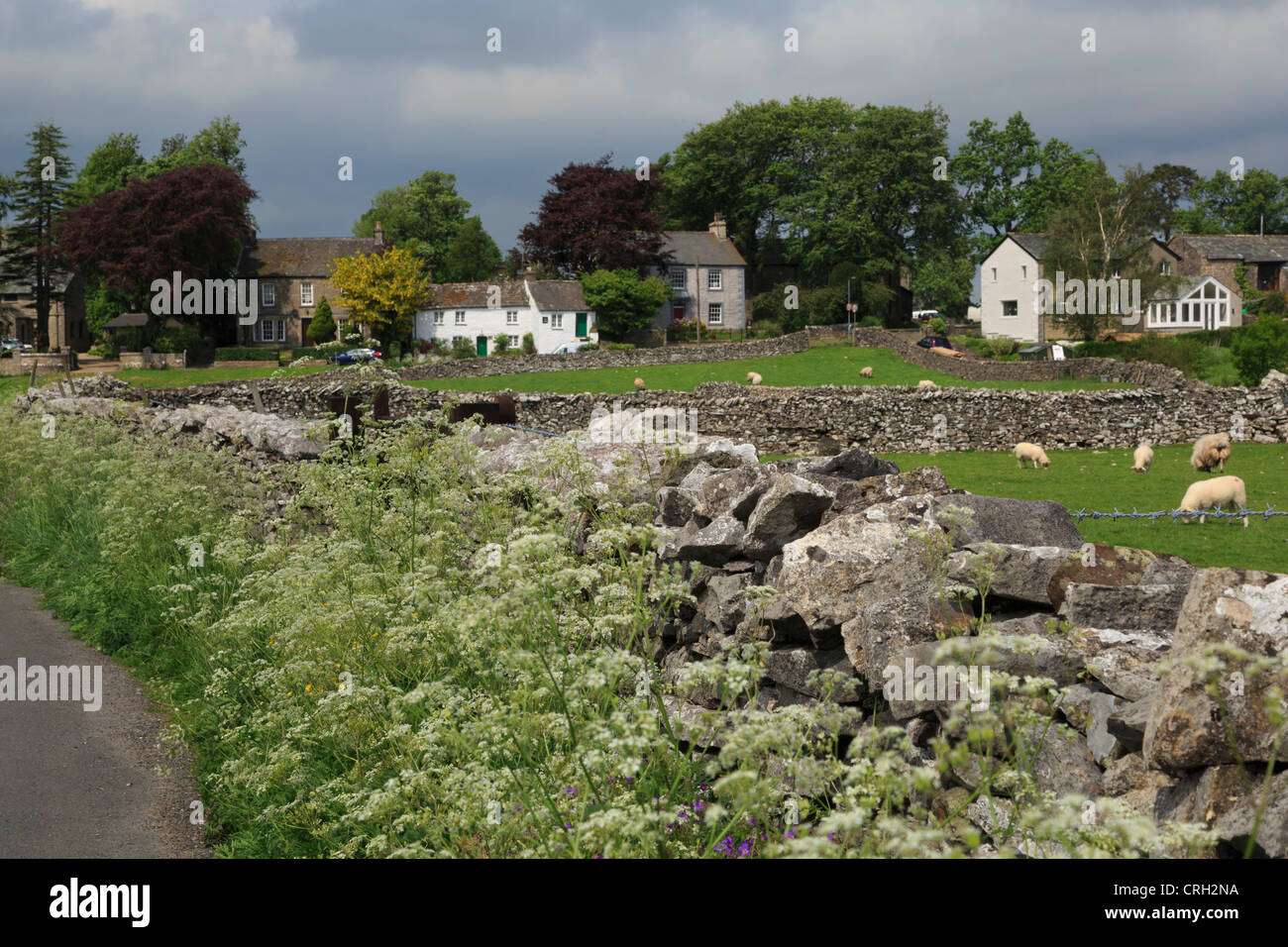 Ravenstonedale, Cumbria. Kuh Petersilie wächst neben Trockenmauern im malerischen Dorf in Cumbria. Stockfoto