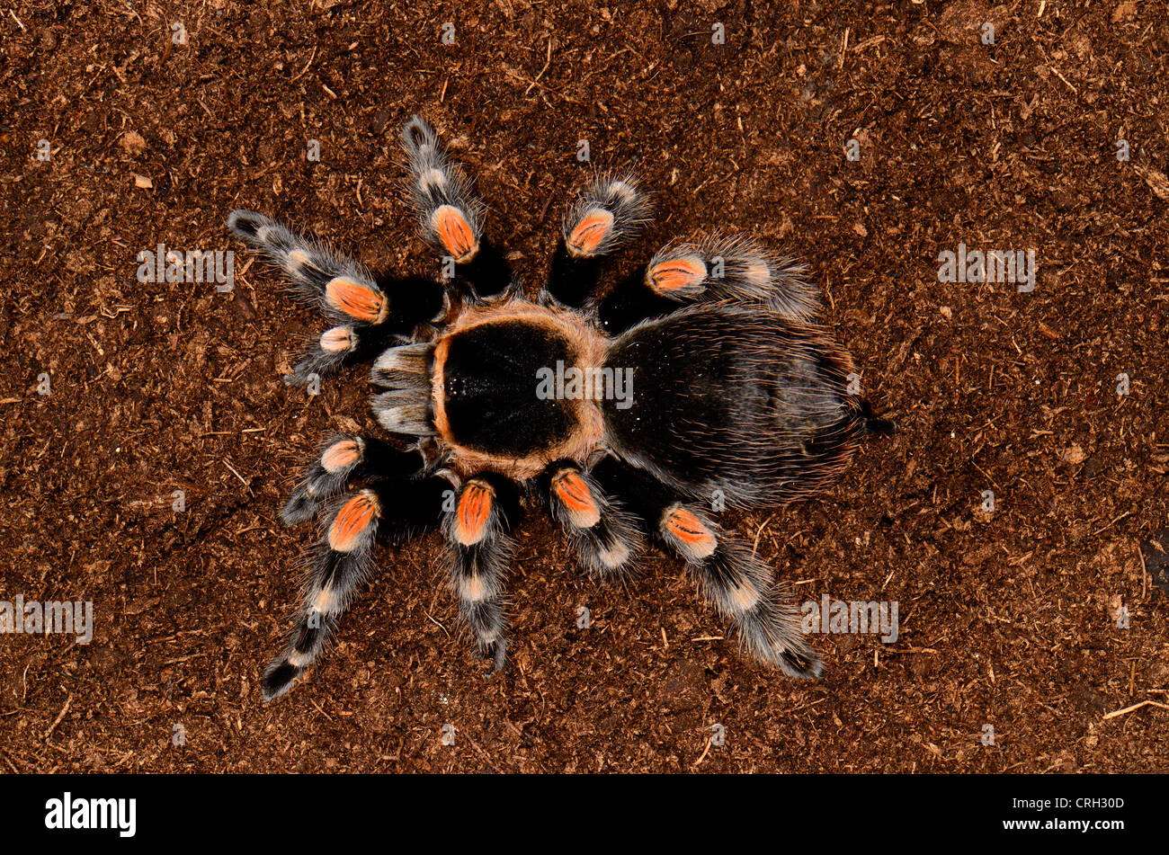 schöne Reife Frau Maxican rote Knie Vogelspinne (Brachypelma Smithi) Stockfoto