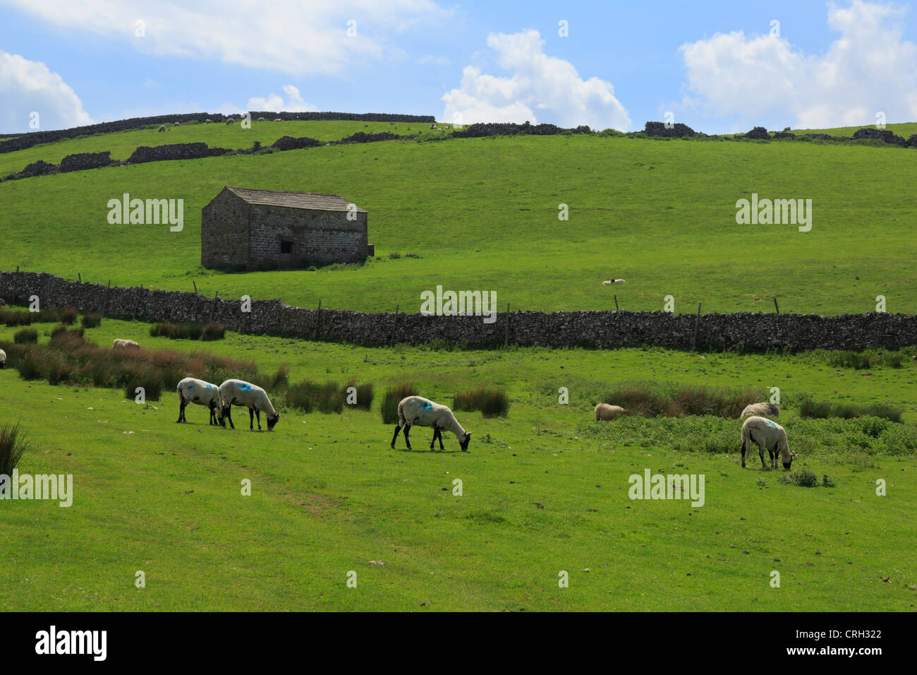 Neu geschoren Schafe grasen auf einer Weide im Swaledale, North Yorkshire Stockfoto